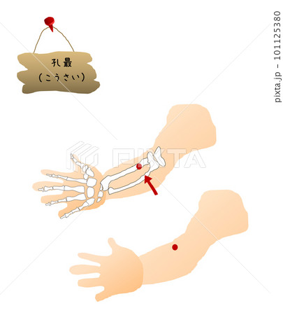 ツボ図　孔最のイラストです。 101125380
