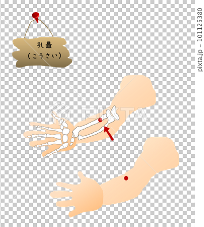 ツボ図　孔最のイラストです。 101125380