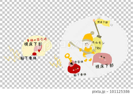 從下丘腦到垂體的荷爾蒙的可愛插圖 101125386