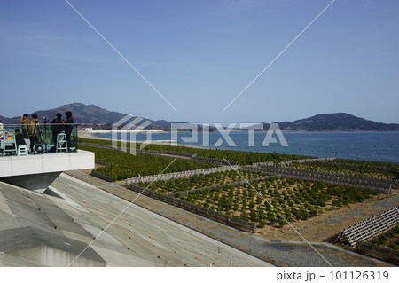 高田松原の松 高田松原の松 101126319