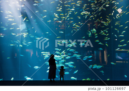 水族館の大きな水槽を見る母と子 水族館の大きな水槽を見る母と子 101126697
