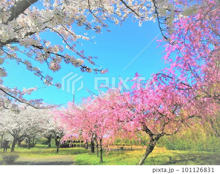 満開の桜のグラデーション 満開の桜のグラデーション 101126831