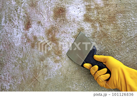 A repairman with a spatula cleans the wall of old paint from fungus and mold A repairman with a spatula cleans the wall of old paint from fungus and mold 101126836