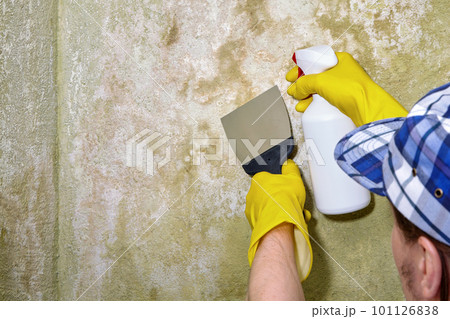 A repairman with a spray gun and a spatula cleans mold and fungus from the wall. Preparing to paint the wall A repairman with a spray gun and a spatula cleans mold and fungus from the wall. Preparing to paint the wall 101126838