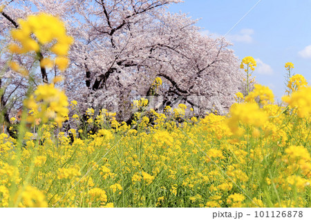 荒川土手の菜の花と桜 101126878