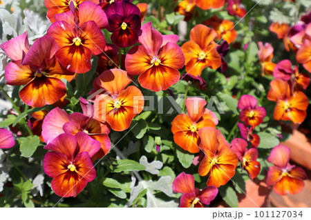 種から育てた鮮やかなパンジー 101127034