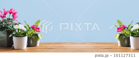 Various potted spring flowers at home on wooden table or deck in spring. pots with hyacinth plants primrose an cyclamen at home garden. Flowerheads in bloom. Potting bulbs. Wide banner 101127311