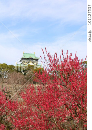 大阪城公園の梅林、盛りなり、大阪城にある梅林は今日もにぎわう。3月初旬のこと、梅、大阪城、 101127537