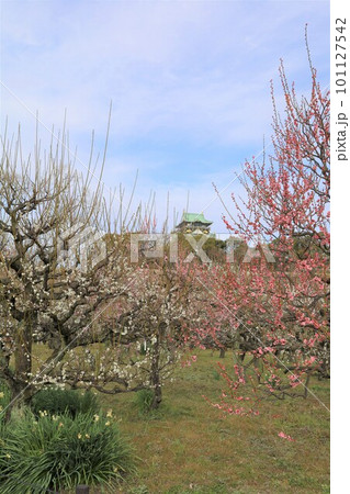 大阪城公園の梅林、盛りなり、大阪城にある梅林は今日もにぎわう。3月初旬のこと、梅、大阪城、 101127542