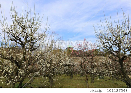 大阪城公園の梅林、盛りなり、大阪城にある梅林は今日もにぎわう。3月初旬のこと、梅、大阪城、 101127543