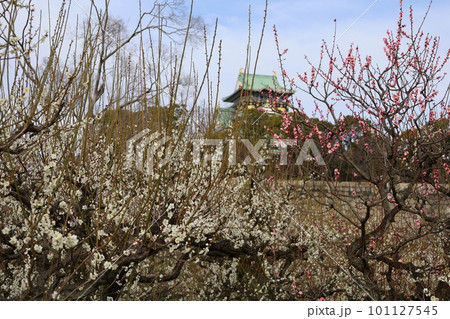 大阪城公園の梅林、盛りなり、大阪城にある梅林は今日もにぎわう。3月初旬のこと、梅、大阪城、 101127545