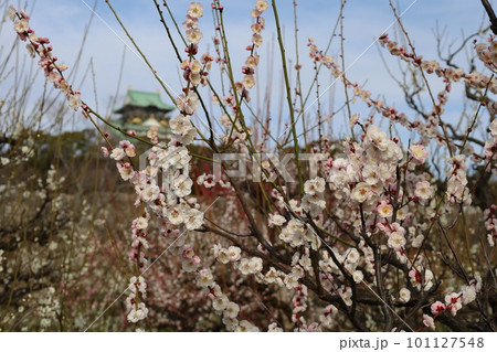 大阪城公園の梅林、盛りなり、大阪城にある梅林は今日もにぎわう。3月初旬のこと、梅、大阪城、 大阪城公園の梅林、盛りなり、大阪城にある梅林は今日もにぎわう。3月初旬のこと、梅、大阪城、 101127548