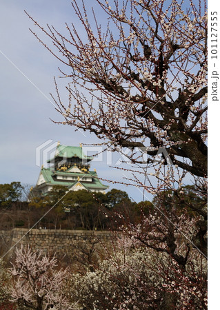 大阪城公園の梅林、盛りなり、大阪城にある梅林は今日もにぎわう。3月初旬のこと、梅、大阪城、 大阪城公園の梅林、盛りなり、大阪城にある梅林は今日もにぎわう。3月初旬のこと、梅、大阪城、 101127555