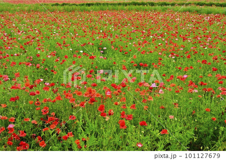 ポピーの花畑 101127679