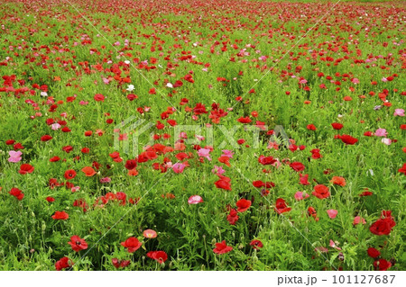 ポピーの花畑 101127687