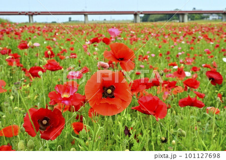 ポピーの花畑に御成橋 101127698