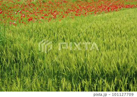 麦畑にポピーの花畑 101127709