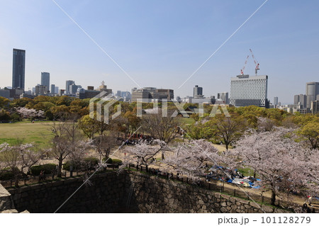 春の青空に映える満開の桜 春の青空に映える満開の桜 101128279