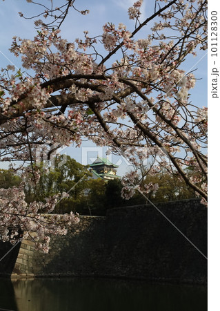 春の青空に映える満開の桜 101128300