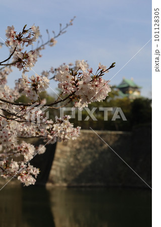 春の青空に映える満開の桜 101128305