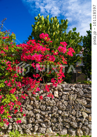 ブーゲンビリアと石垣 101128597