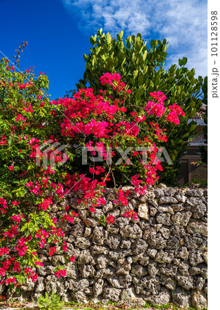 ブーゲンビリアと石垣 ブーゲンビリアと石垣 101128598