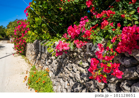 南国のカラフルな花 101128651