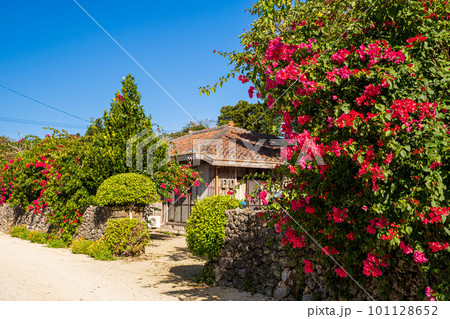 南国のカラフルな花 101128652