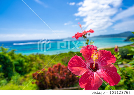 南国のカラフルな花 101128762