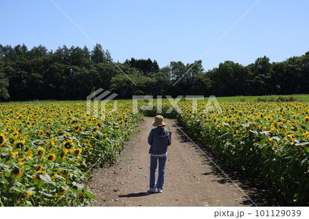 夏の北海道　屈斜路湖の畔パイロット国道でみつけたひまわり畑 101129039