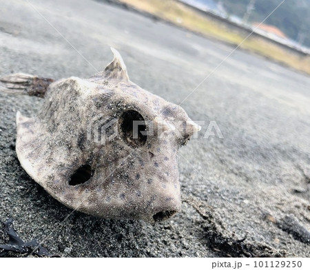 砂浜に打ち上げられたハコフグのミイラ 砂浜に打ち上げられたハコフグのミイラ 101129250