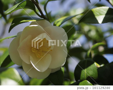 白い椿の花 白い椿の花 101129280