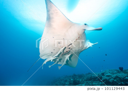 マンタが泳ぐ マンタが泳ぐ 101129443
