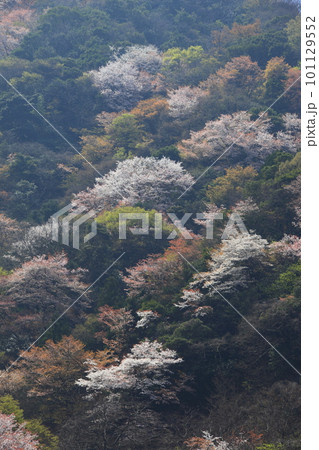 山に生える山桜 101129552