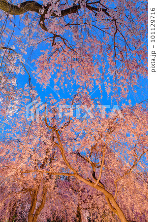 日本の美 夜桜風景 日本の美 夜桜風景 101129716