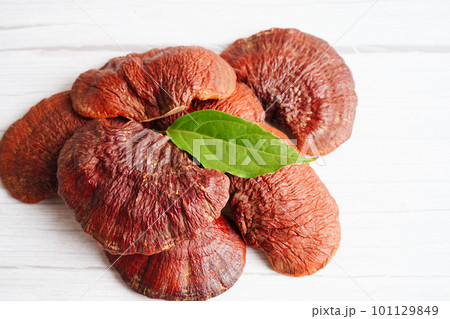 Lingzhi or Reishi mushroom with capsules, organic natural healthy food. 101129849