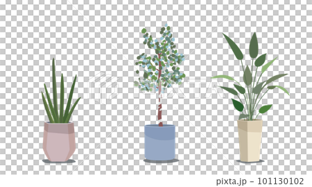 Houseplant _ Potted plant Houseplant _ Potted plant 101130102