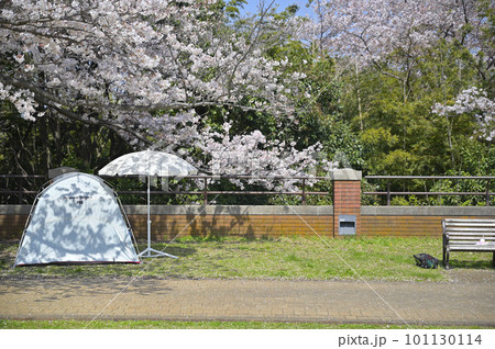 桜のある公園 桜のある公園 101130114