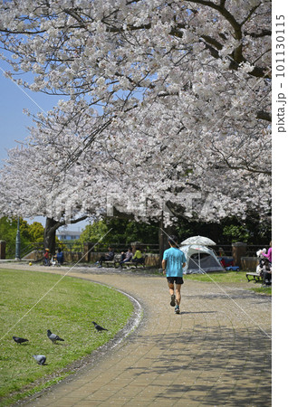 満開の桜の下で花見をするカップル 満開の桜の下で花見をするカップル 101130115
