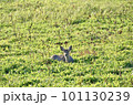 光に包まれたエゾシカ 101130239