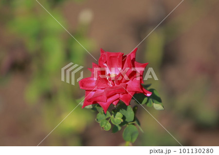 荒尾市 おもやい市民花壇 バラの花、 荒尾市 おもやい市民花壇 バラの花、 101130280