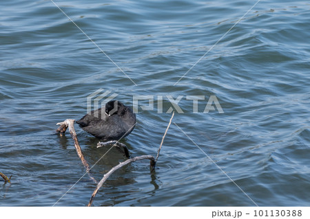 淀川のオオバン 101130388