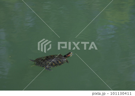 淀川のワンドを泳ぐアカミミガメ　要注意外来生物 101130411