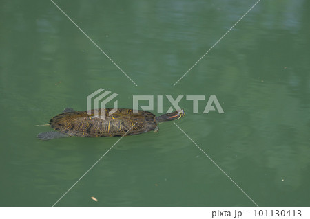 淀川のワンドを泳ぐアカミミガメ　要注意外来生物 101130413