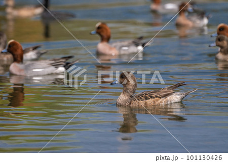 淀川のワンドのヒドリガモ 101130426