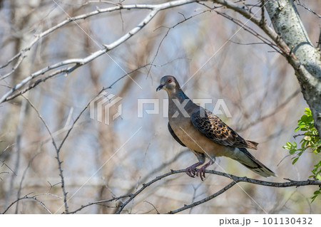 木の枝にとまるキジバト 木の枝にとまるキジバト 101130432