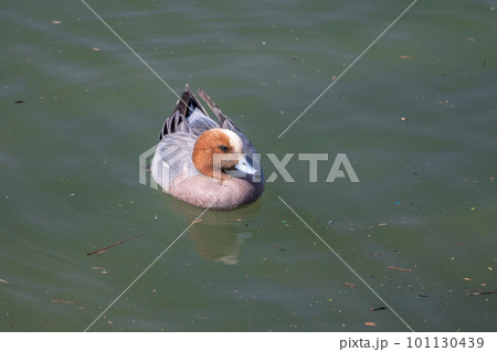 淀川を泳ぐヒドリガモ（オス） 101130439