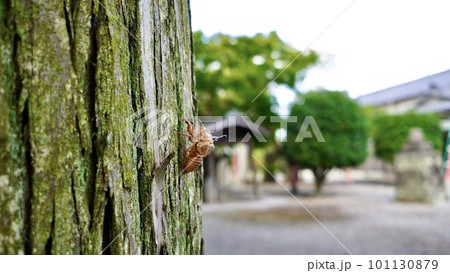 木についているセミの抜け殻と公園 101130879