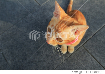 red orange fluffy kitten on sunny day 101130956