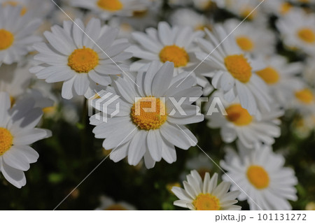 マーガレットの花 101131272
